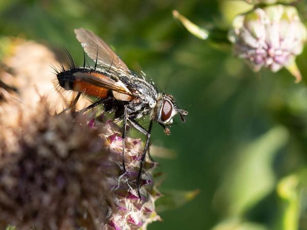 Eriothrix rufomaculatus